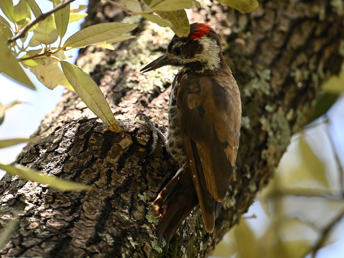 Arizona Woodpecker - ML621785725