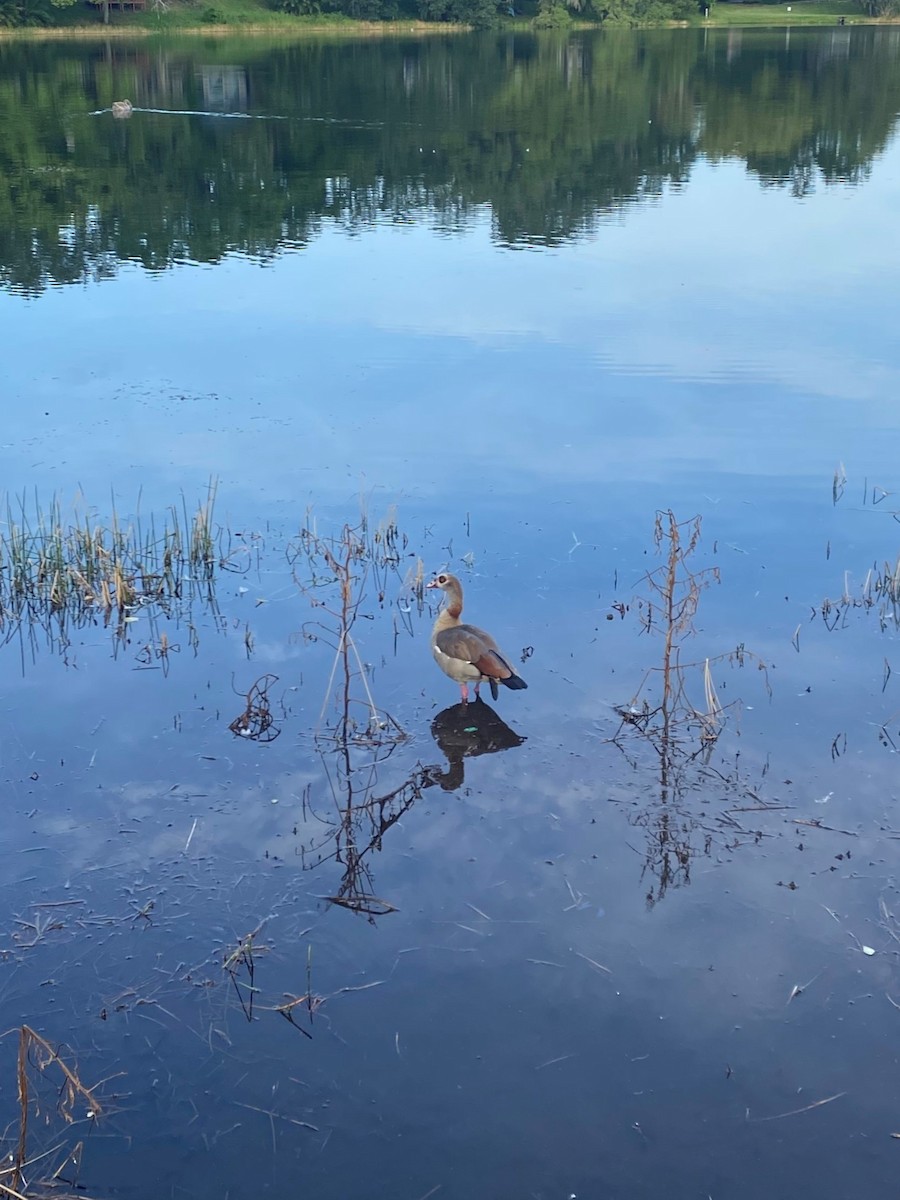 Egyptian Goose - ML621785736