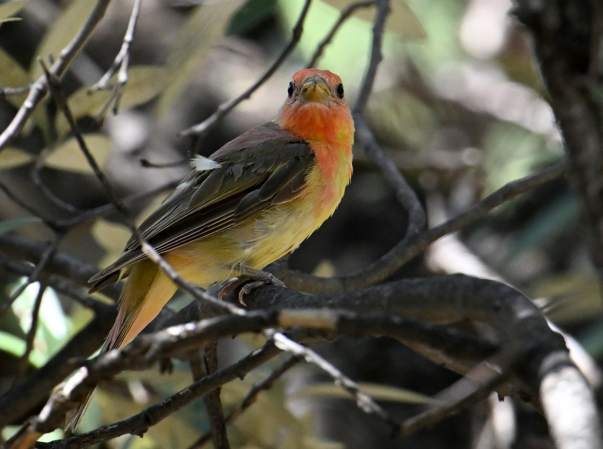 Summer Tanager - ML621785754