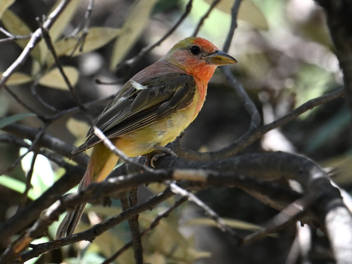 Summer Tanager - jerald britten