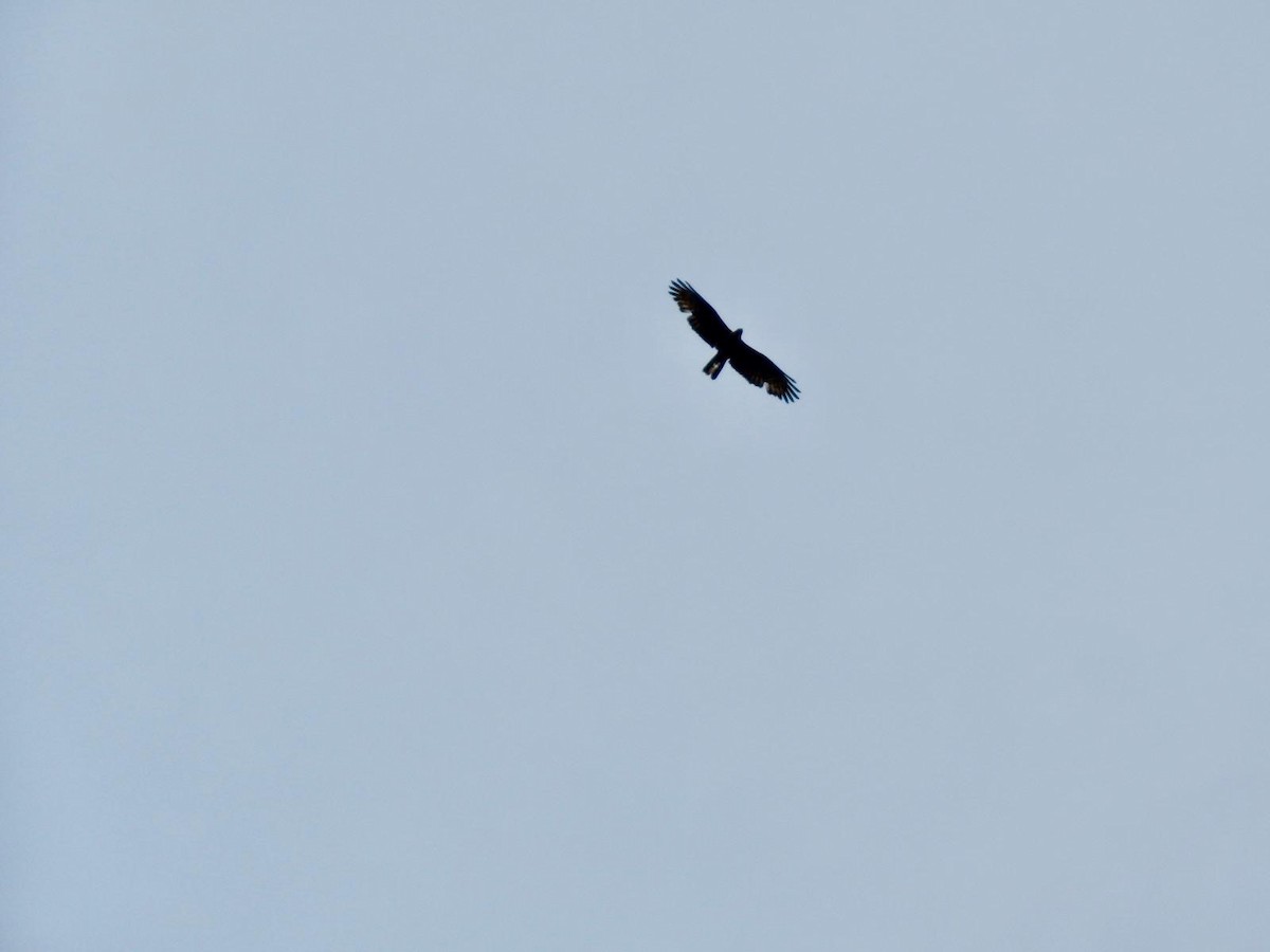 Falco pecchiaiolo - ML621785821