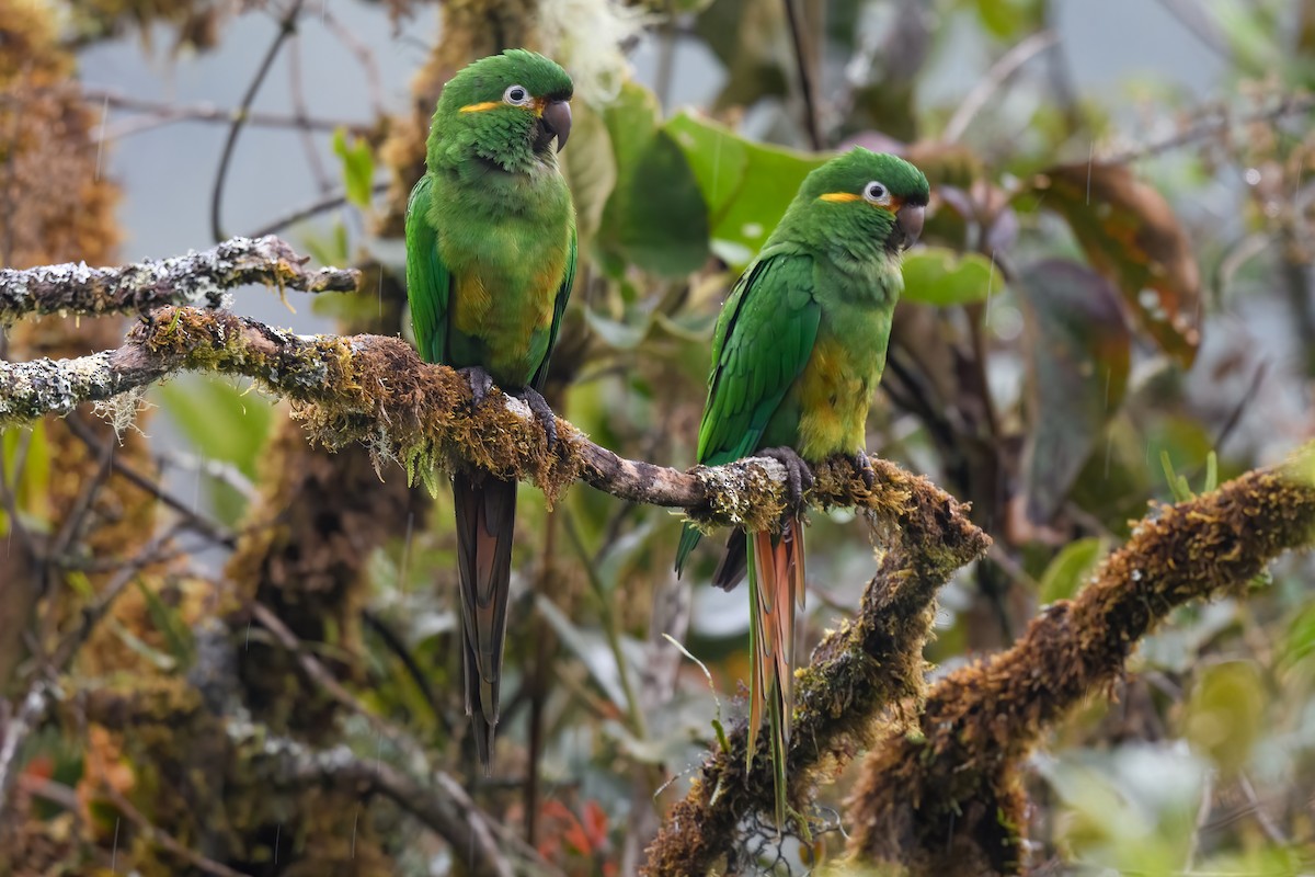 Golden-plumed Parakeet - ML621785883