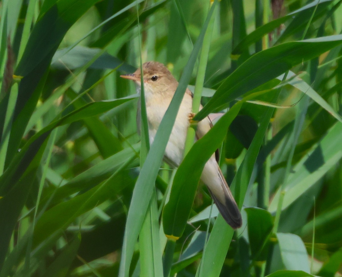 Common Reed Warbler - ML621785915