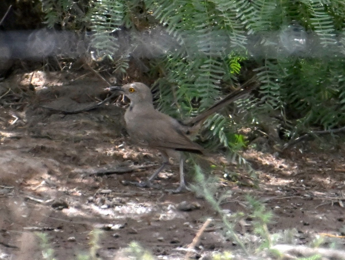 Bendire's Thrasher - ML621785920