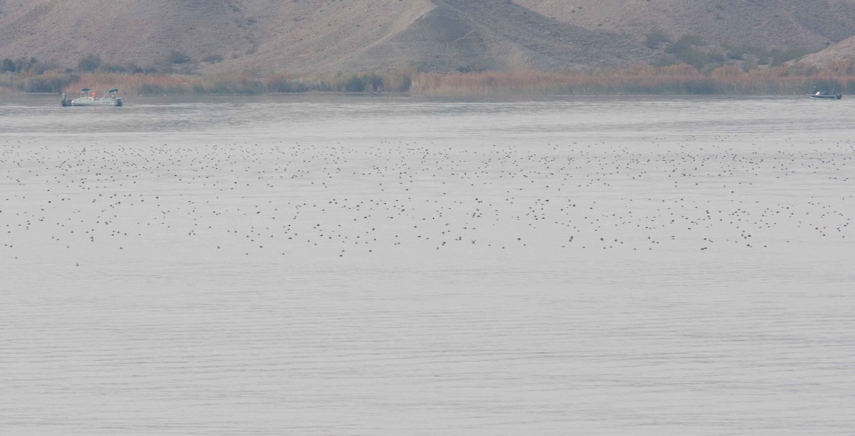 ハジロカイツブリ - ML621785924