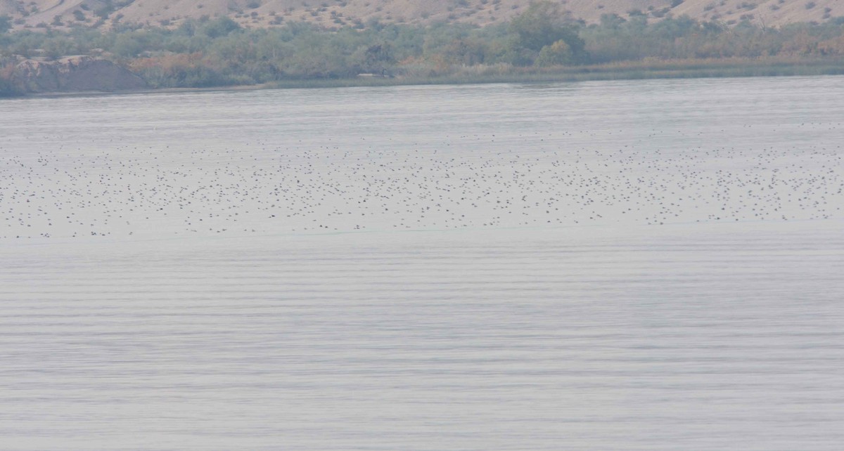 ハジロカイツブリ - ML621785925