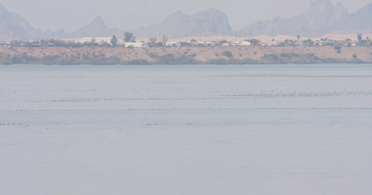 ハジロカイツブリ - ML621785926