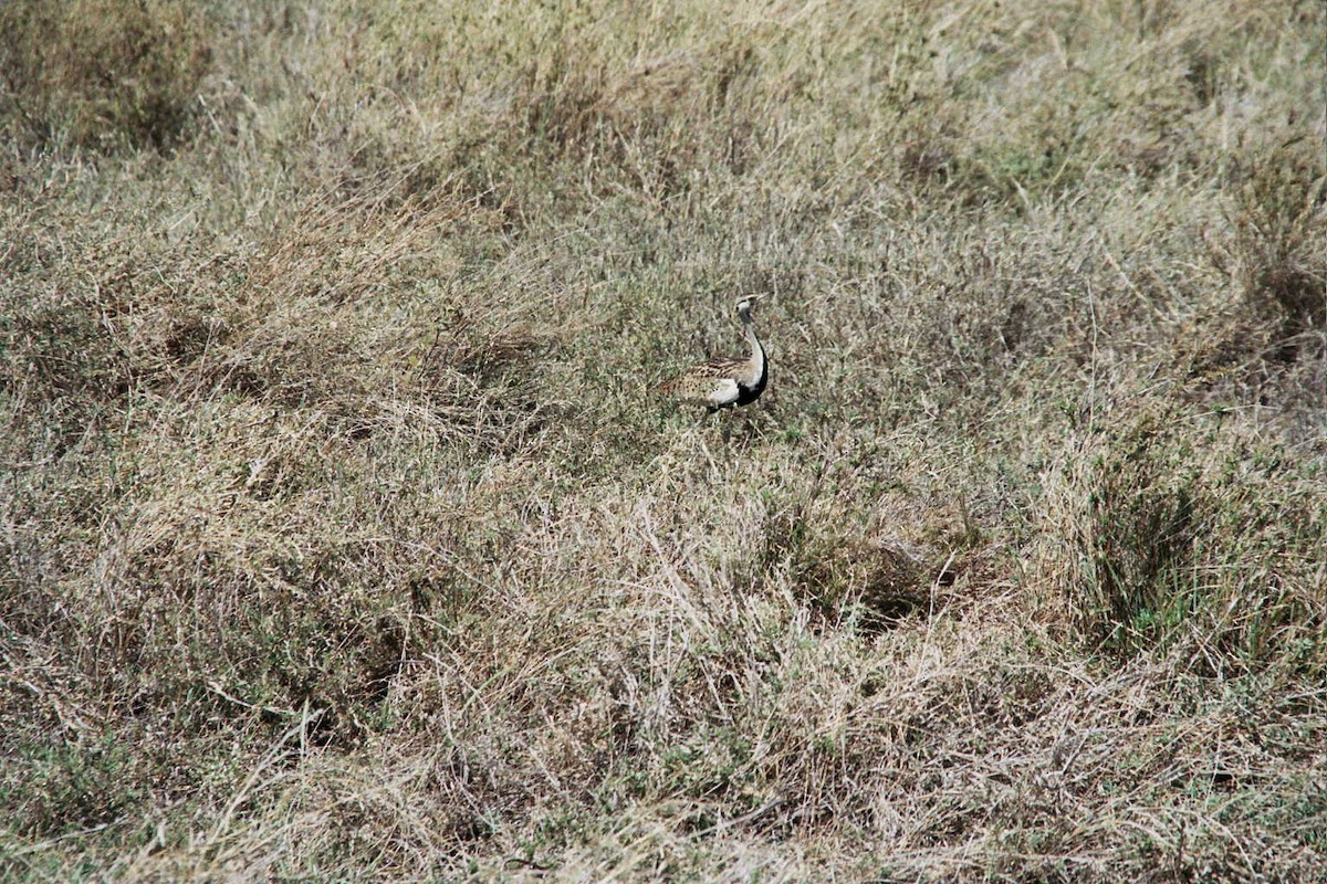 Hartlaub's Bustard - ML621785928