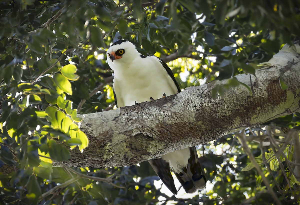 Black-and-white Hawk-Eagle - ML621785931