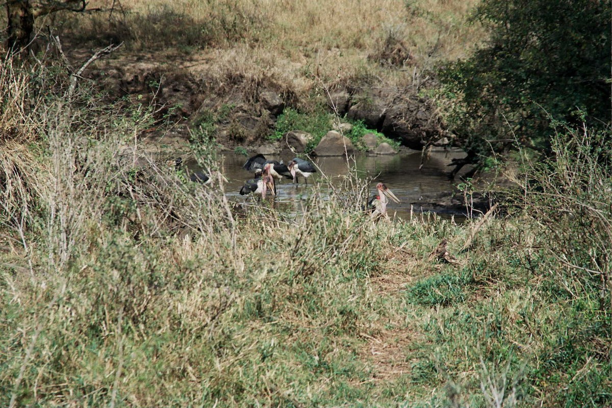 Marabou Stork - Ido Ben-Itzhak