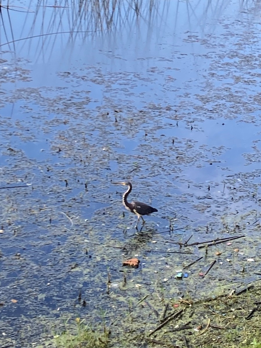 Tricolored Heron - ML621785954