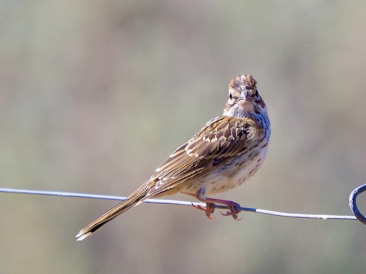 Vesper Sparrow - ML621786073