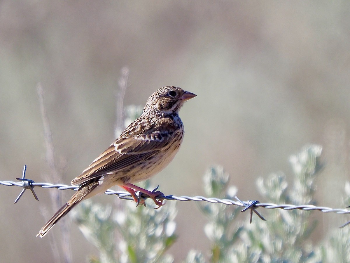 Vesper Sparrow - ML621786076