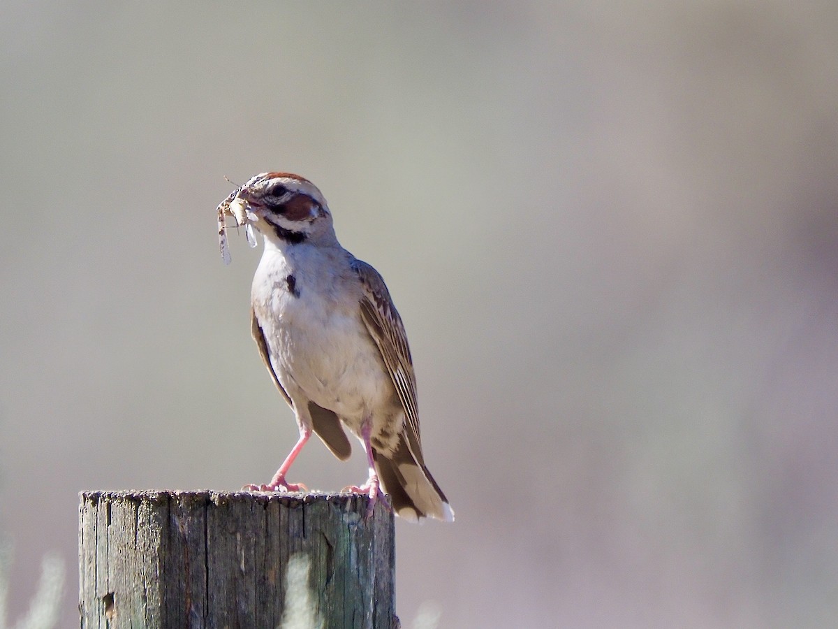 Lark Sparrow - ML621786091