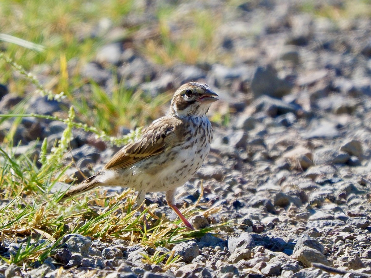 Lark Sparrow - Kathy Green