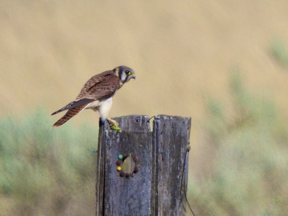 American Kestrel - ML621786109