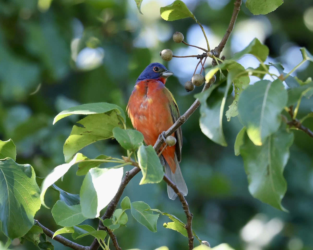 Painted Bunting - Debbie Kosater