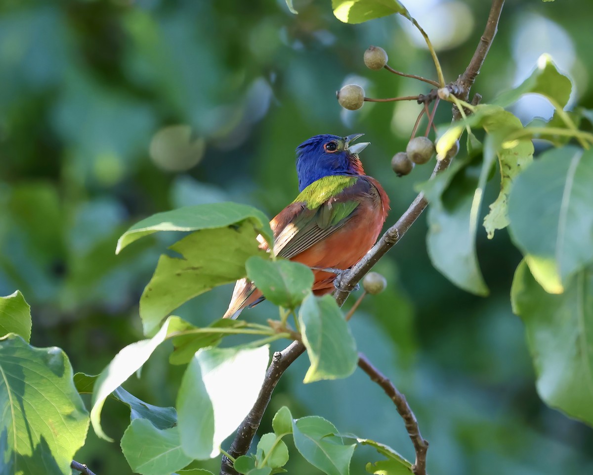 Painted Bunting - ML621786113