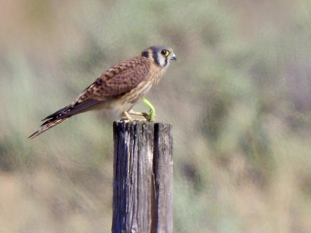 American Kestrel - ML621786116