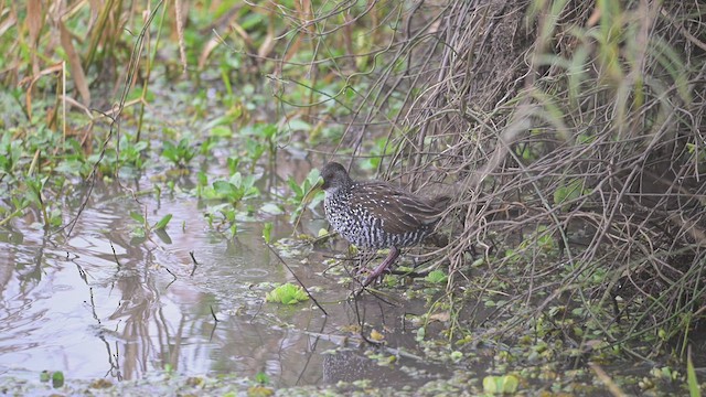 Spotted Rail - ML621786118