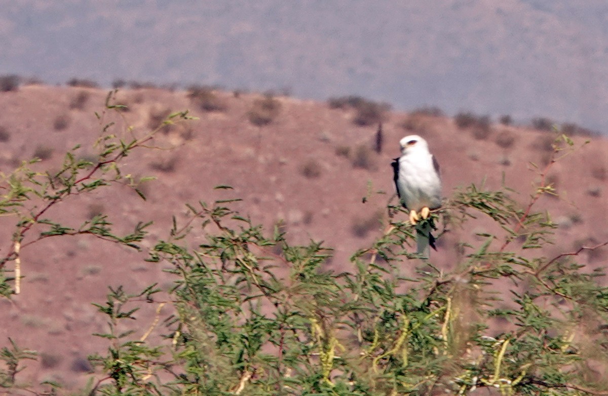 White-tailed Kite - ML621786122