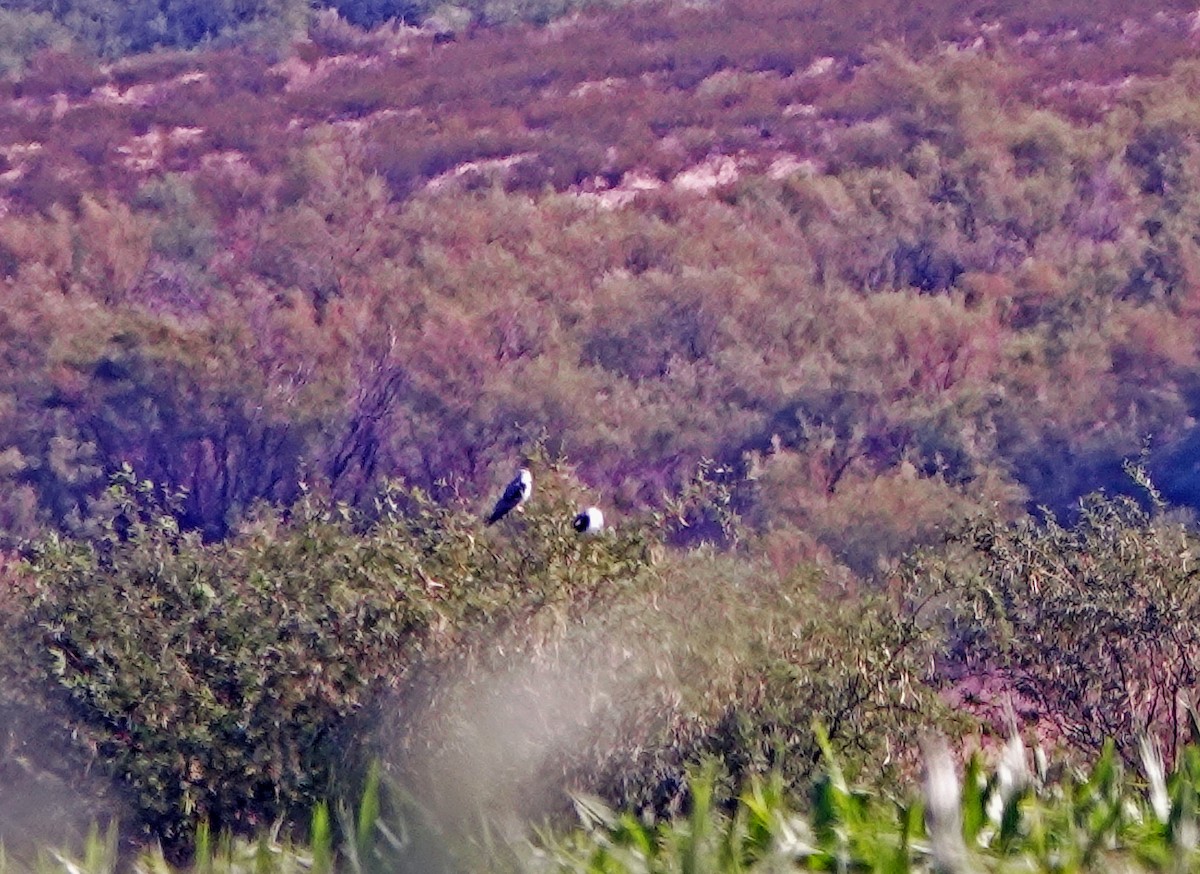 White-tailed Kite - ML621786123