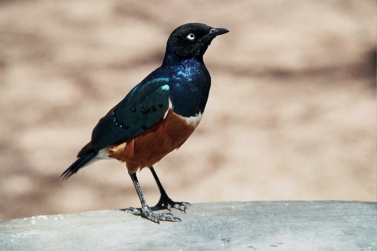 Superb Starling - ML621786130