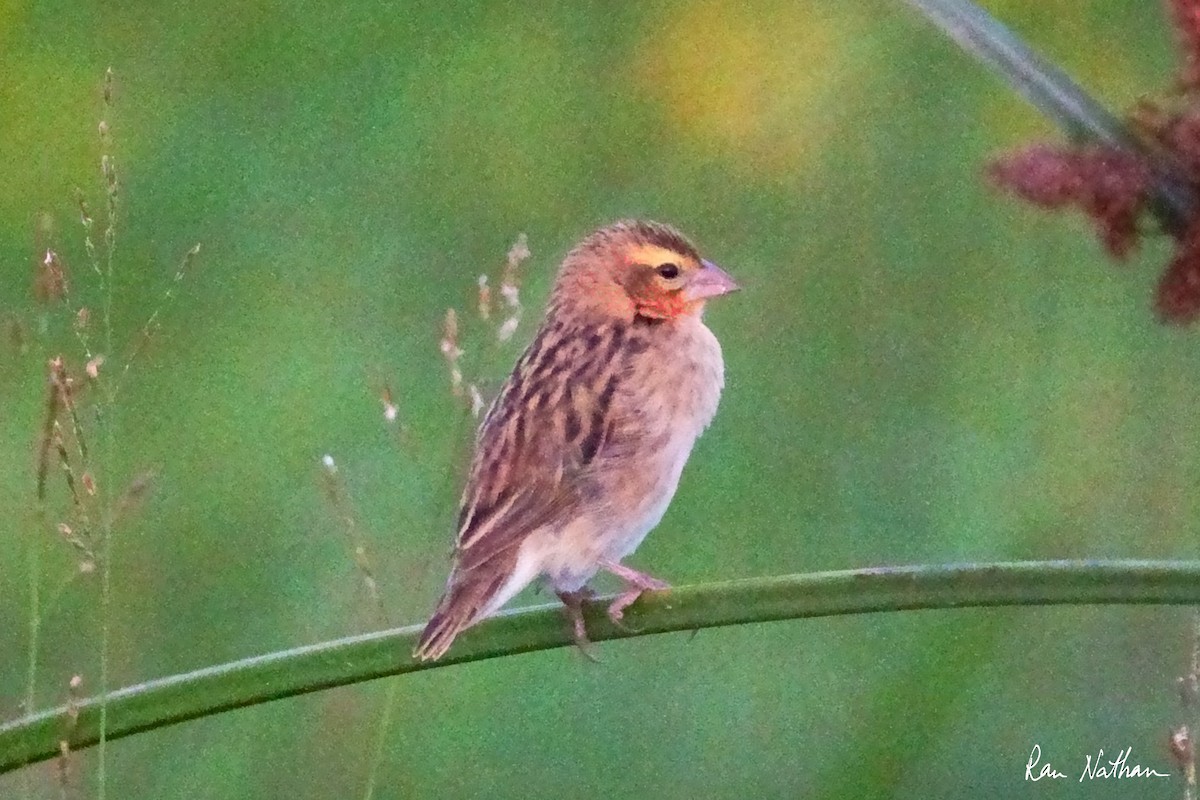 Yellow-crowned Bishop - ML621786287