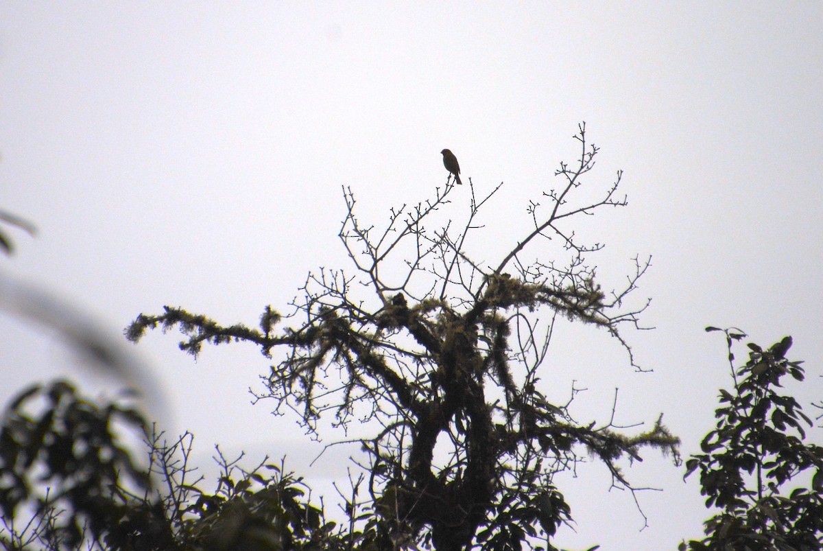 Crimson-browed Finch - ML621786312