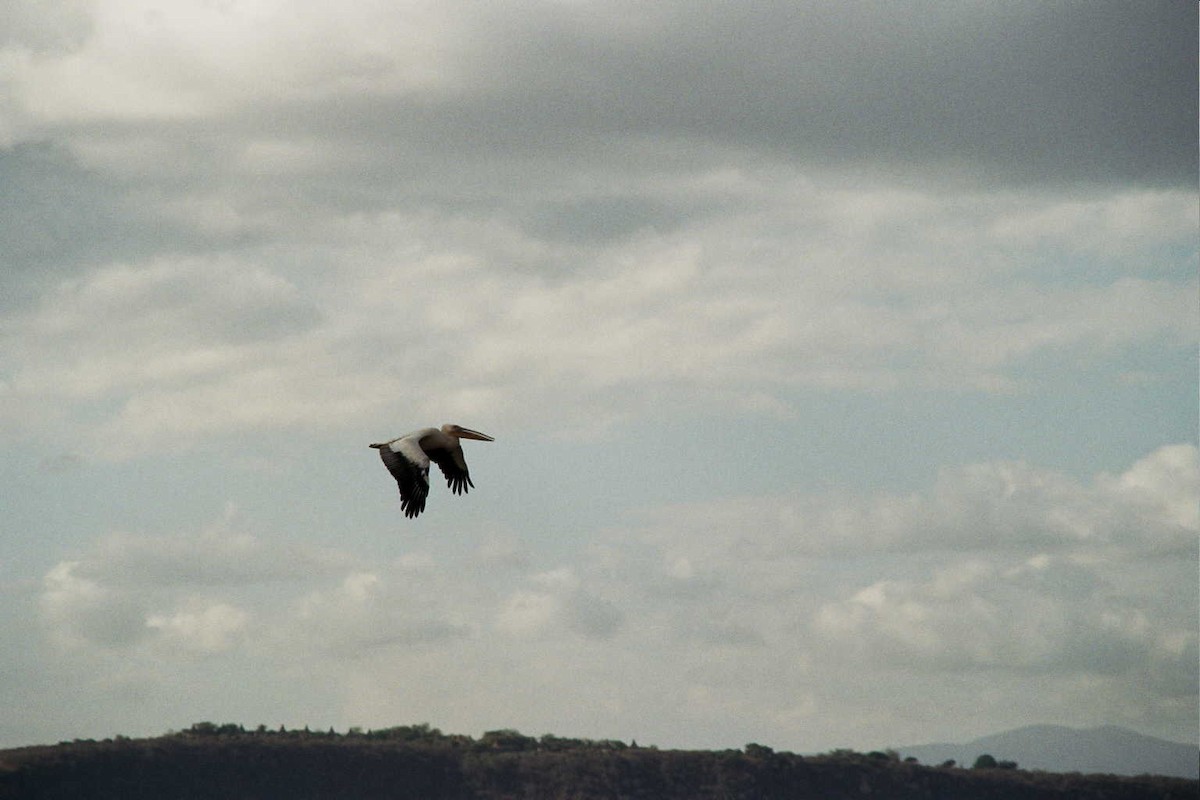 Great White Pelican - ML621786314