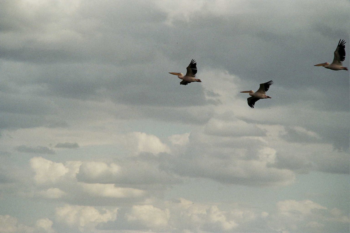 Great White Pelican - ML621786315