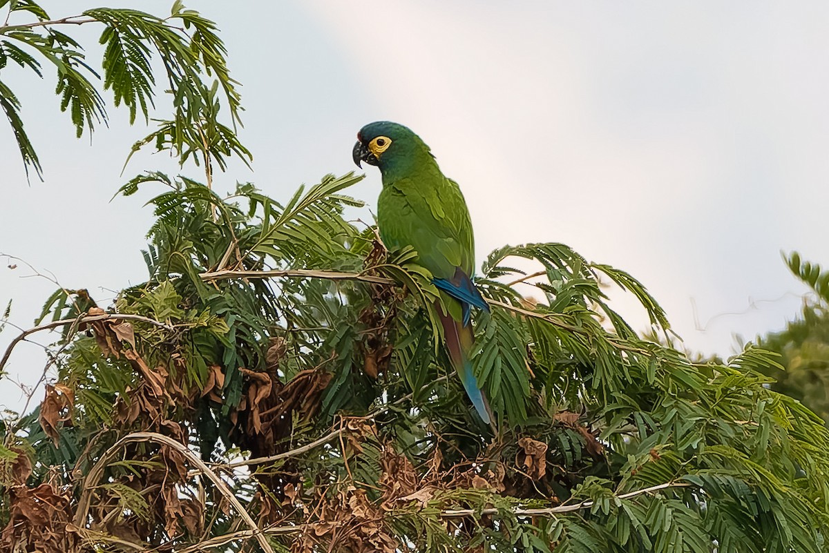 Blue-winged Macaw - ML621786319