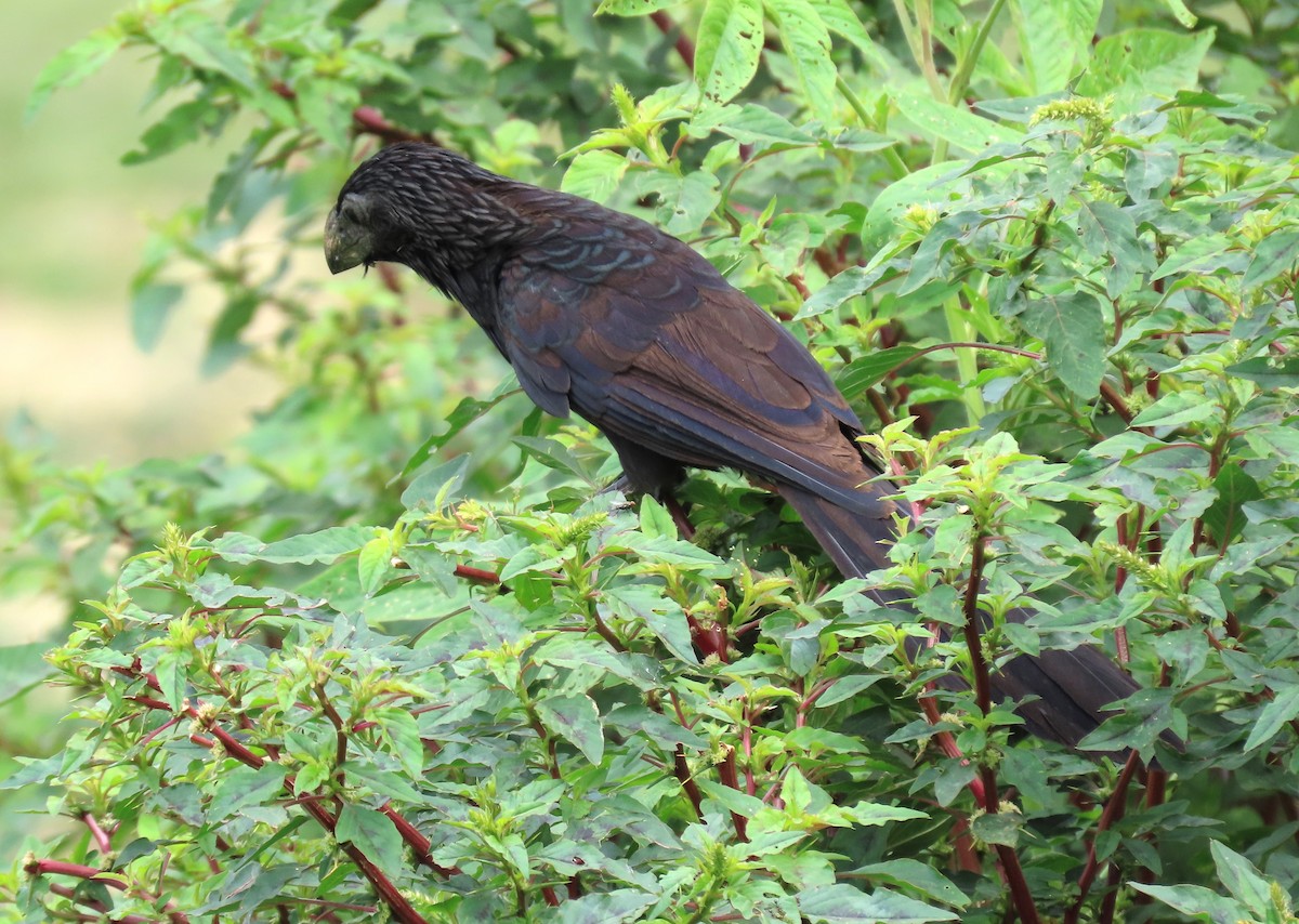 Groove-billed Ani - ML621786362