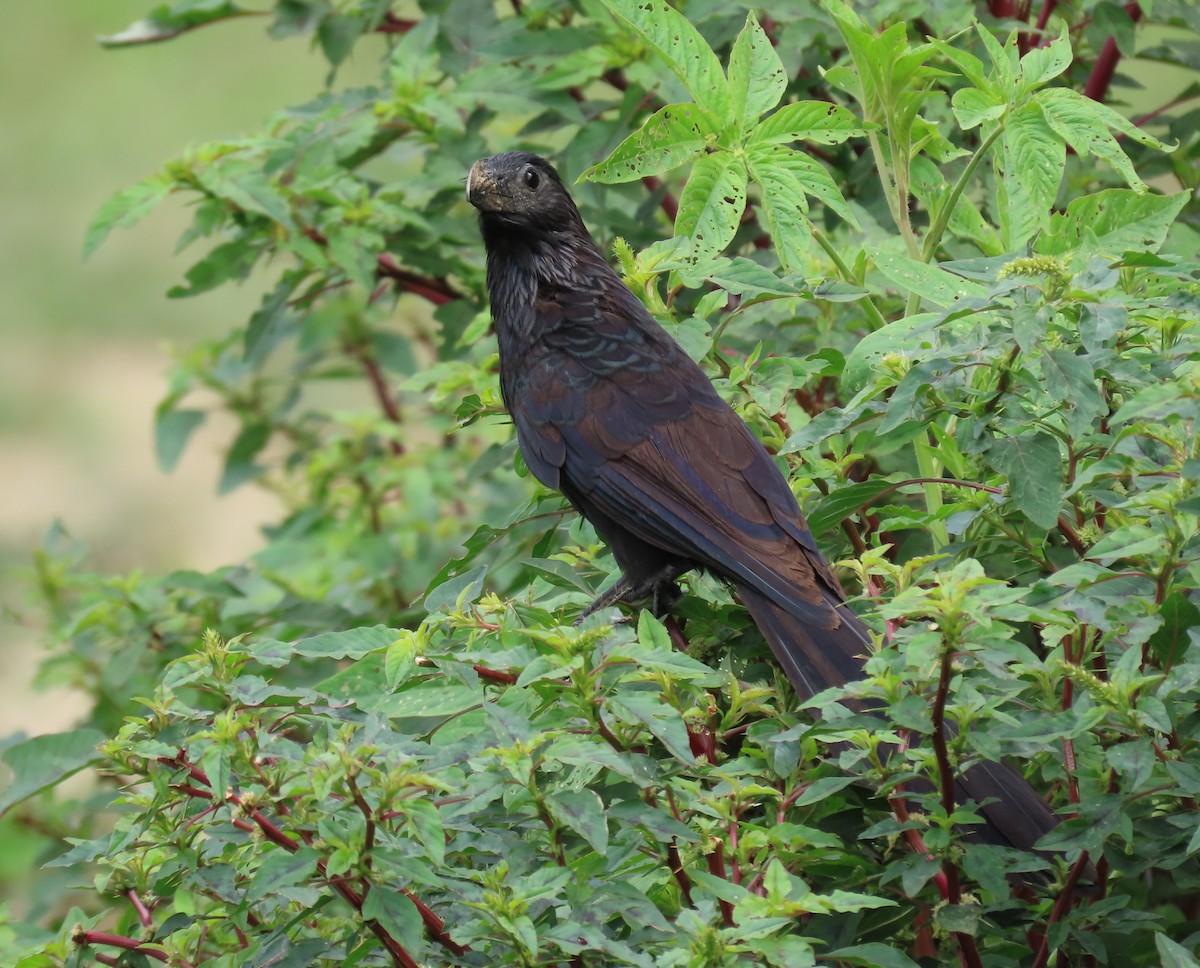 Groove-billed Ani - ML621786363