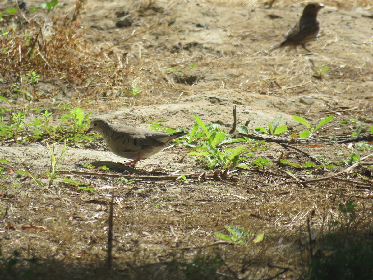 Common Ground Dove - ML621786423