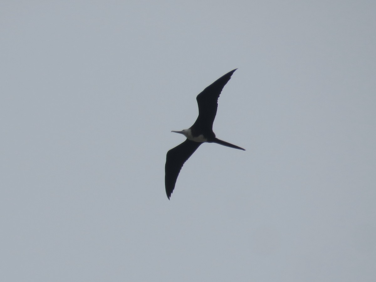 Magnificent Frigatebird - ML621786439