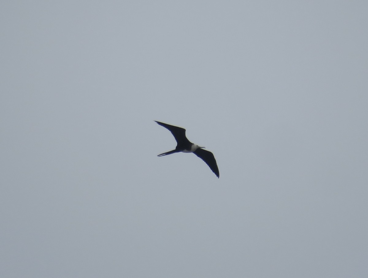 Magnificent Frigatebird - ML621786440