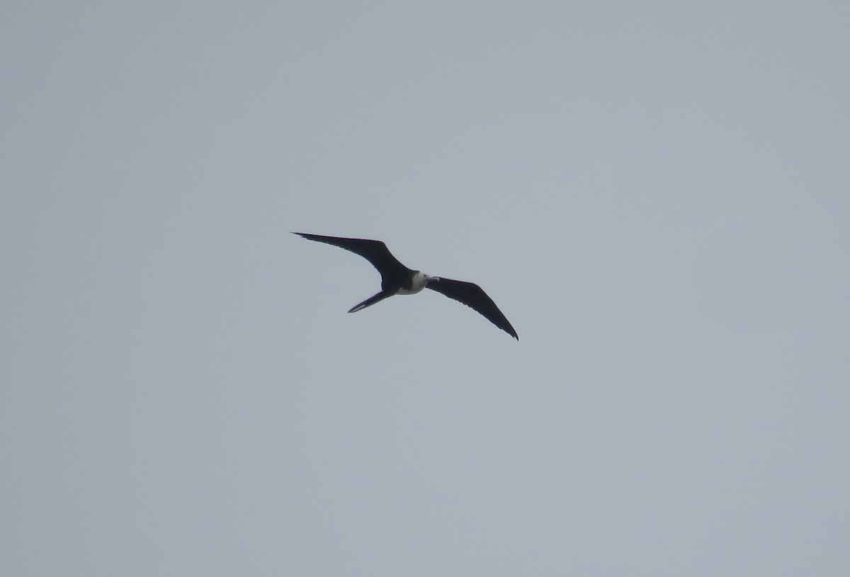 Magnificent Frigatebird - ML621786441