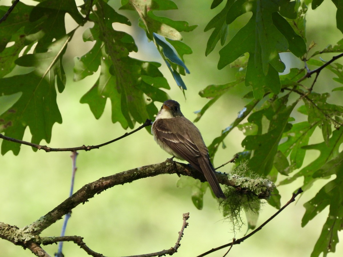 Eastern Wood-Pewee - ML621786520