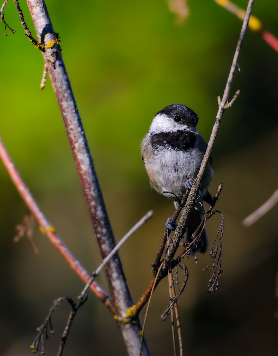 Mésange à tête noire - ML621786579