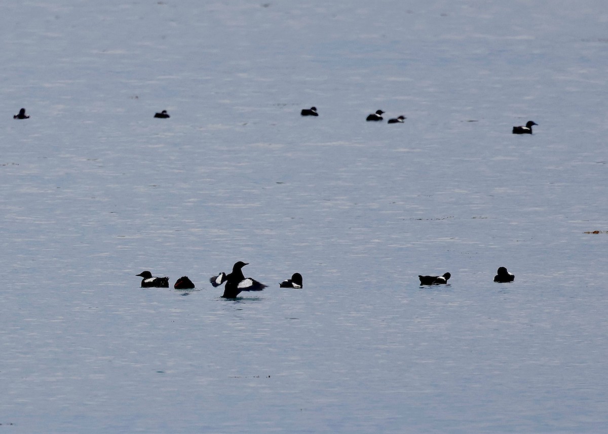 Black Guillemot - ML621786608