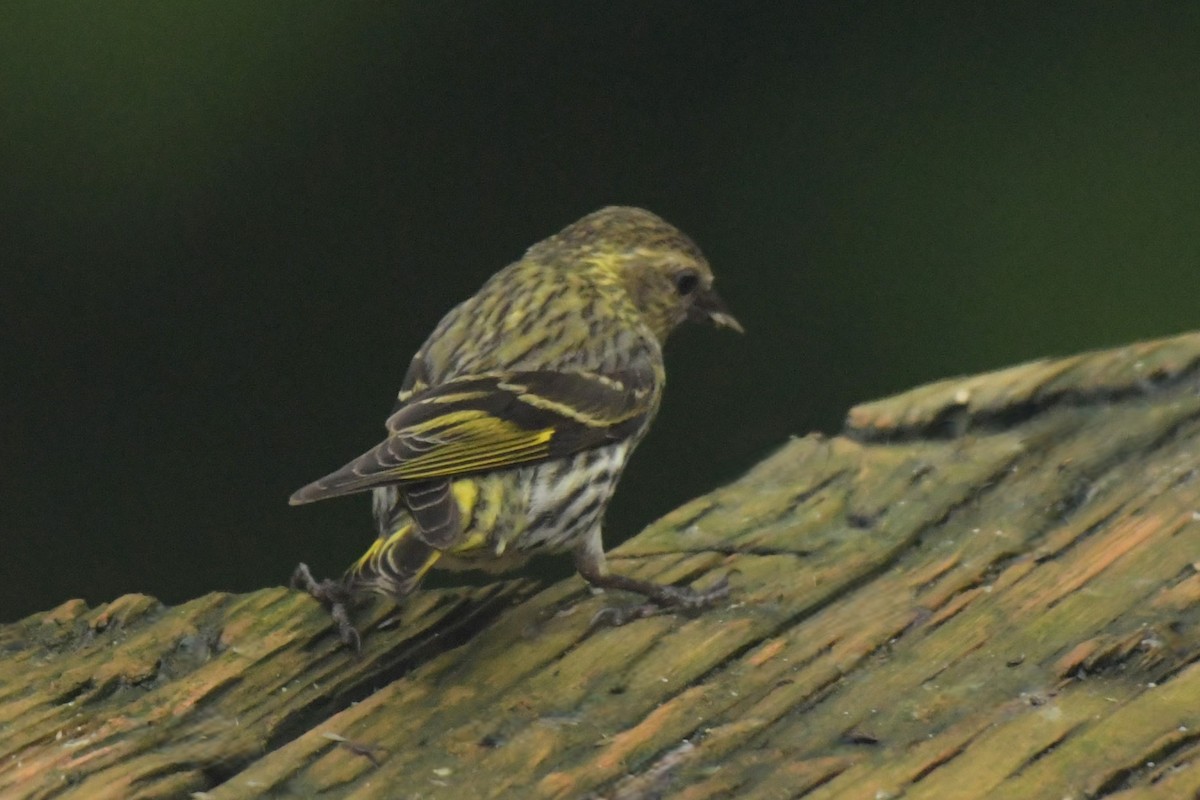 Pine Siskin (green morph) - ML621786667