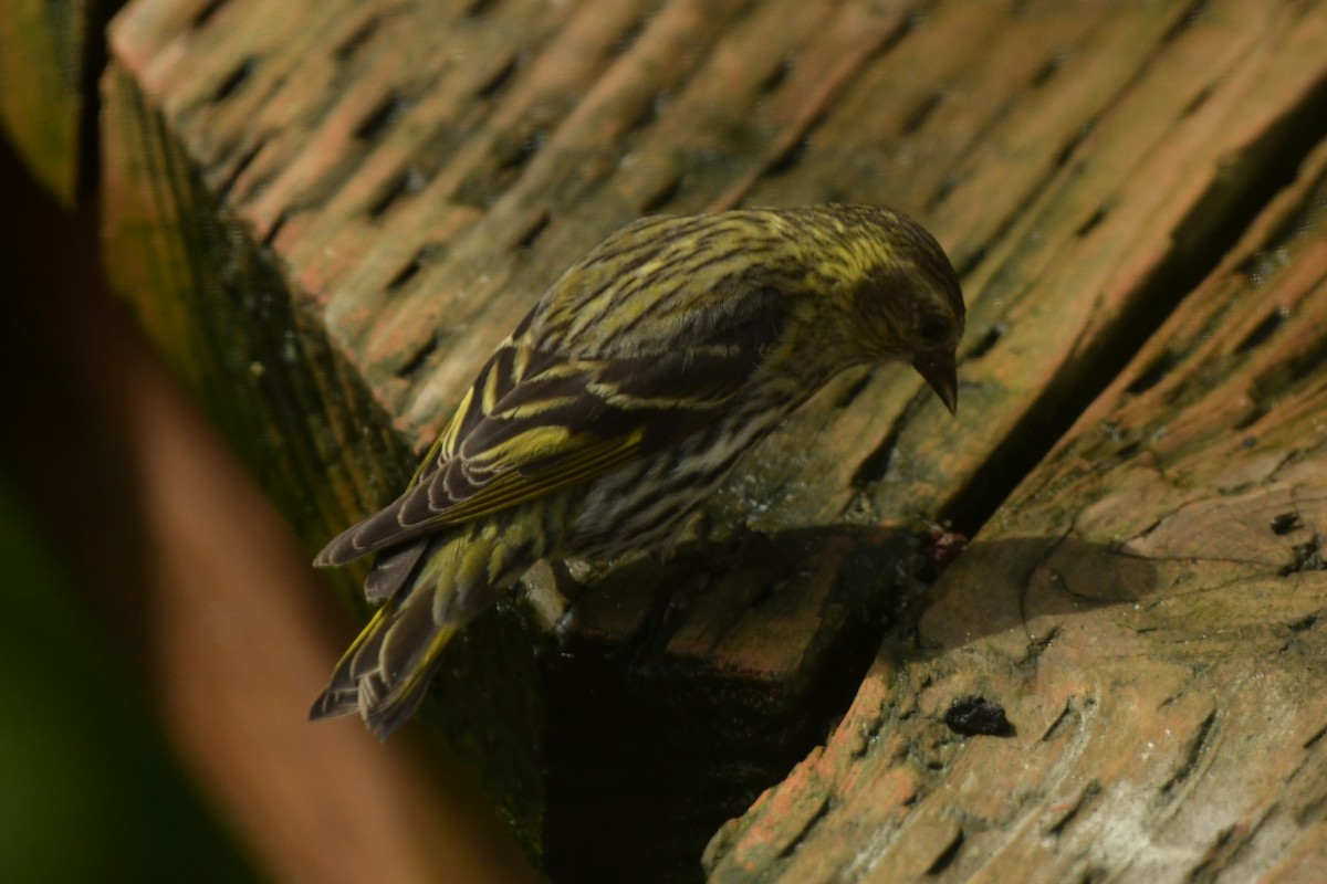 Pine Siskin (green morph) - ML621786672