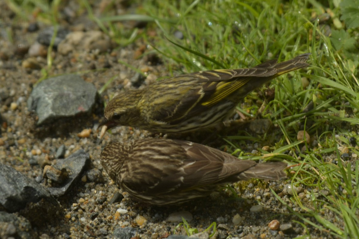 Pine Siskin (green morph) - ML621786673