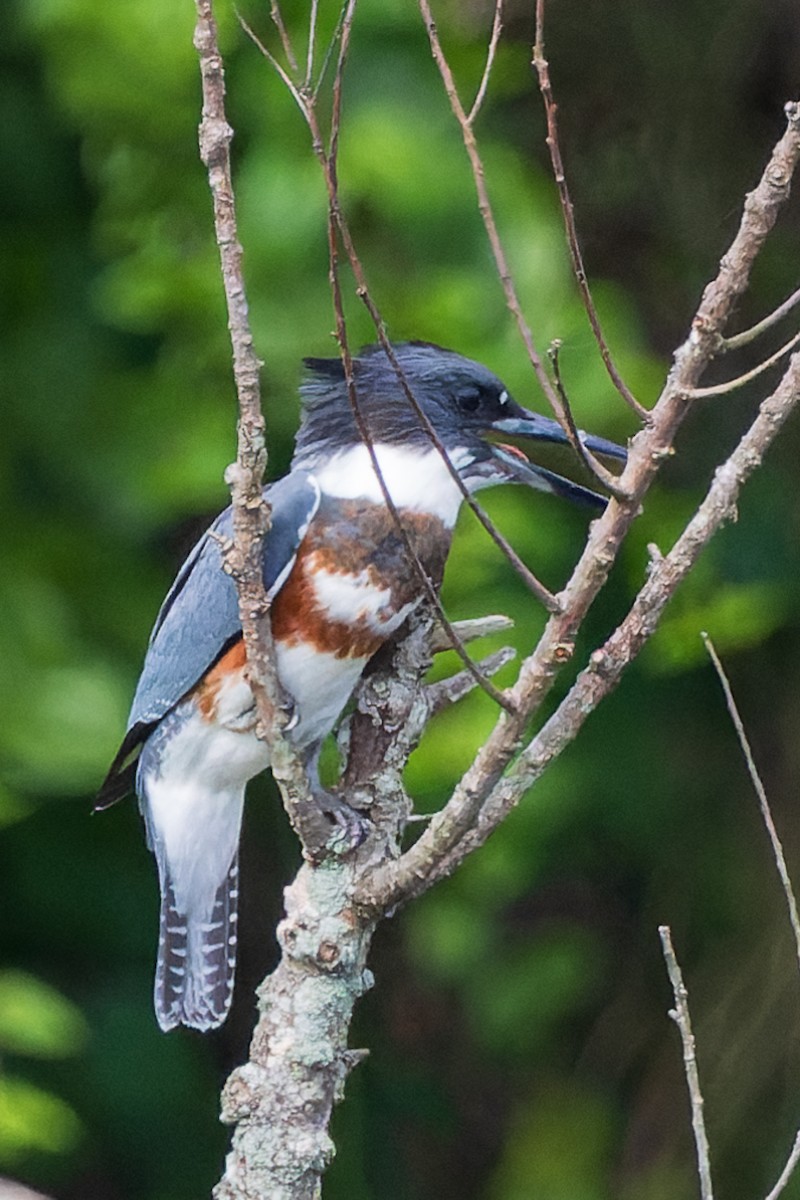 Belted Kingfisher - James Tomasek