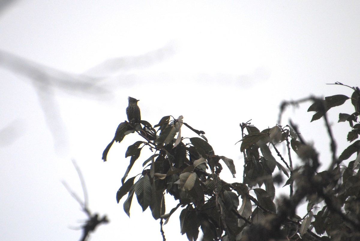 Striated Bulbul - Alyssa DeRubeis