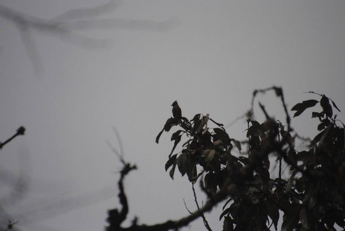 Striated Bulbul - ML621786728