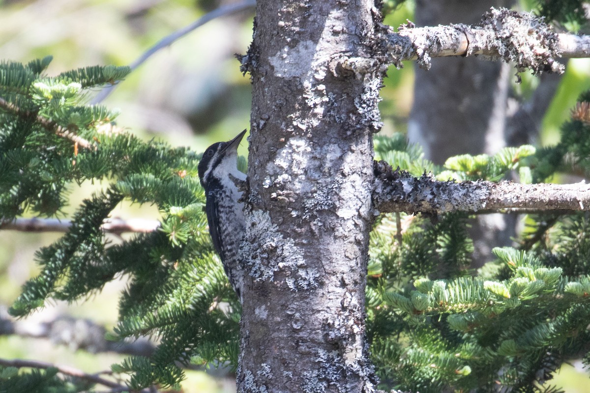 Black-backed Woodpecker - ML621786747