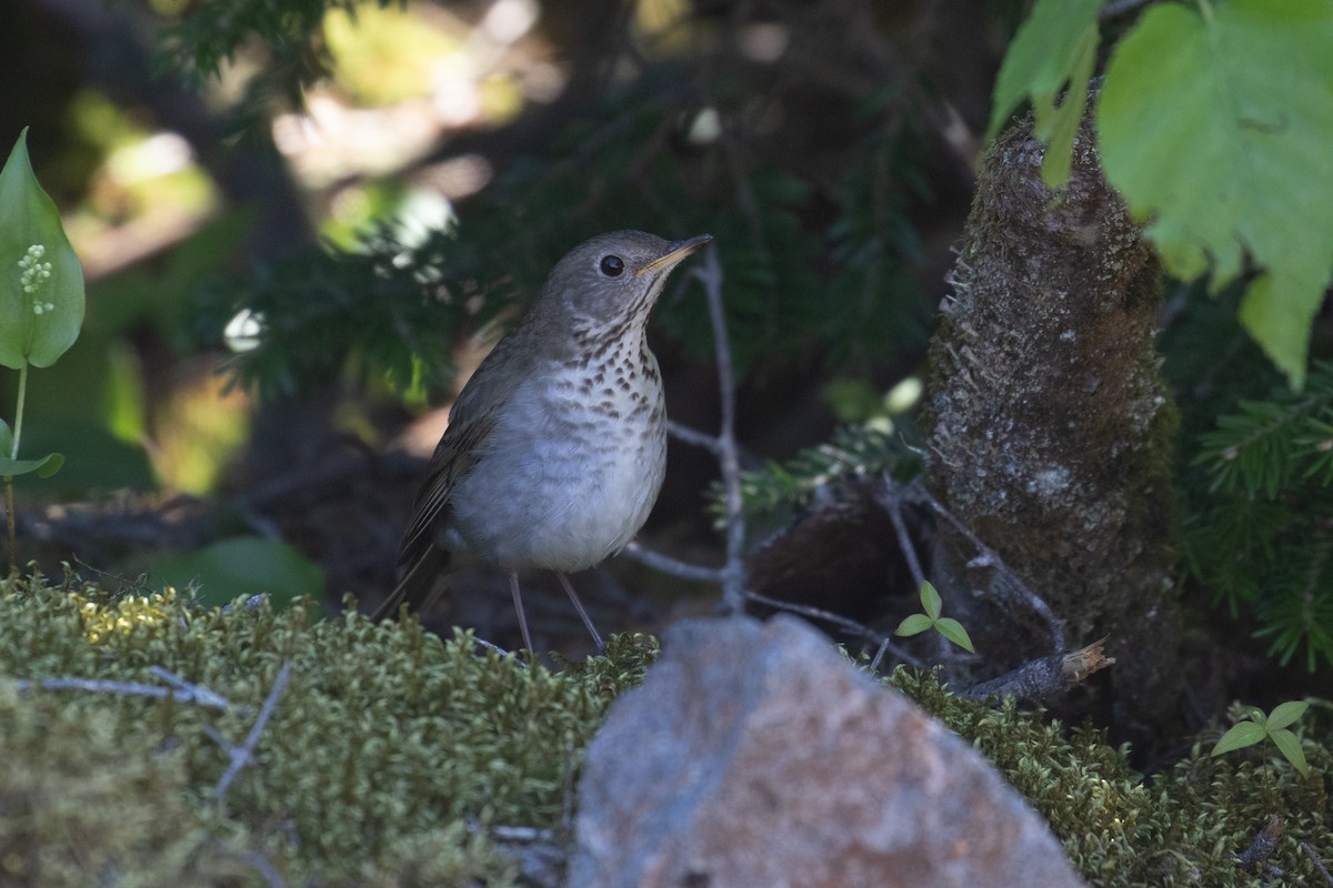 Bicknell's Thrush - ML621786748