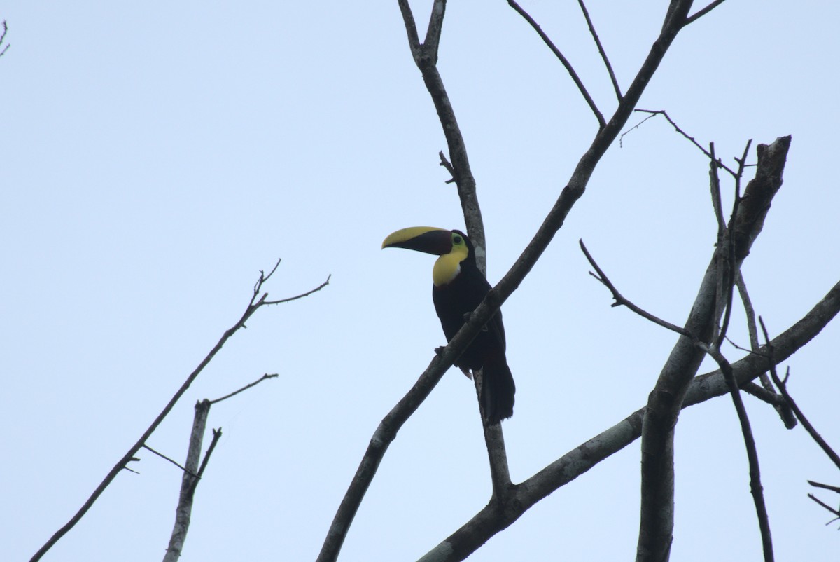 Yellow-throated Toucan (Chestnut-mandibled) - ML621786756